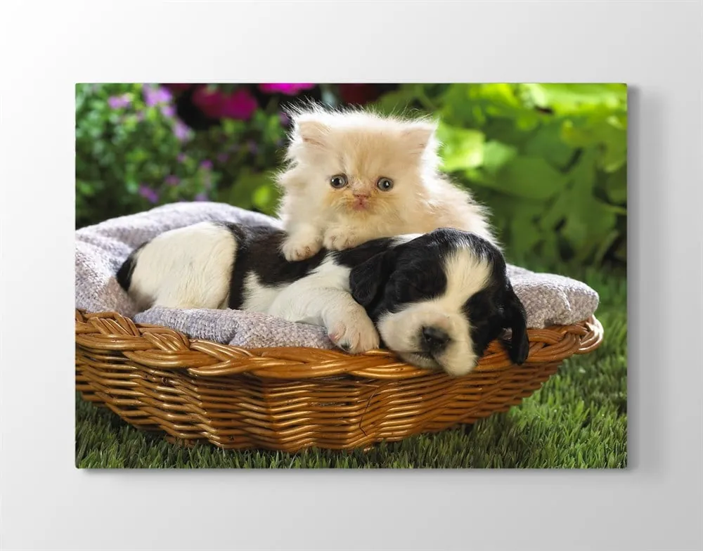 Sepette Minik Yavru Kedi ve Köpek Resimli Kanvas Tablo